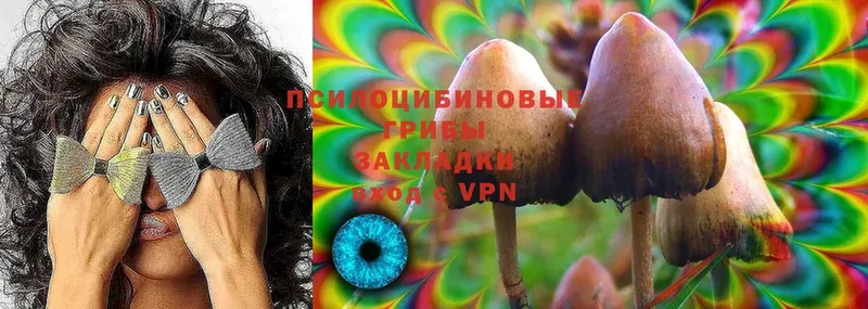 Псилоцибиновые грибы Psilocybe  blacksprut ССЫЛКА  Волосово 